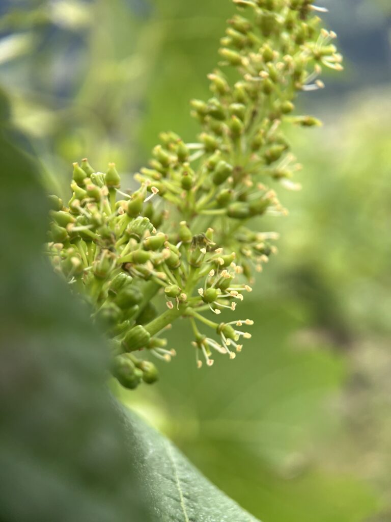 vine flower
